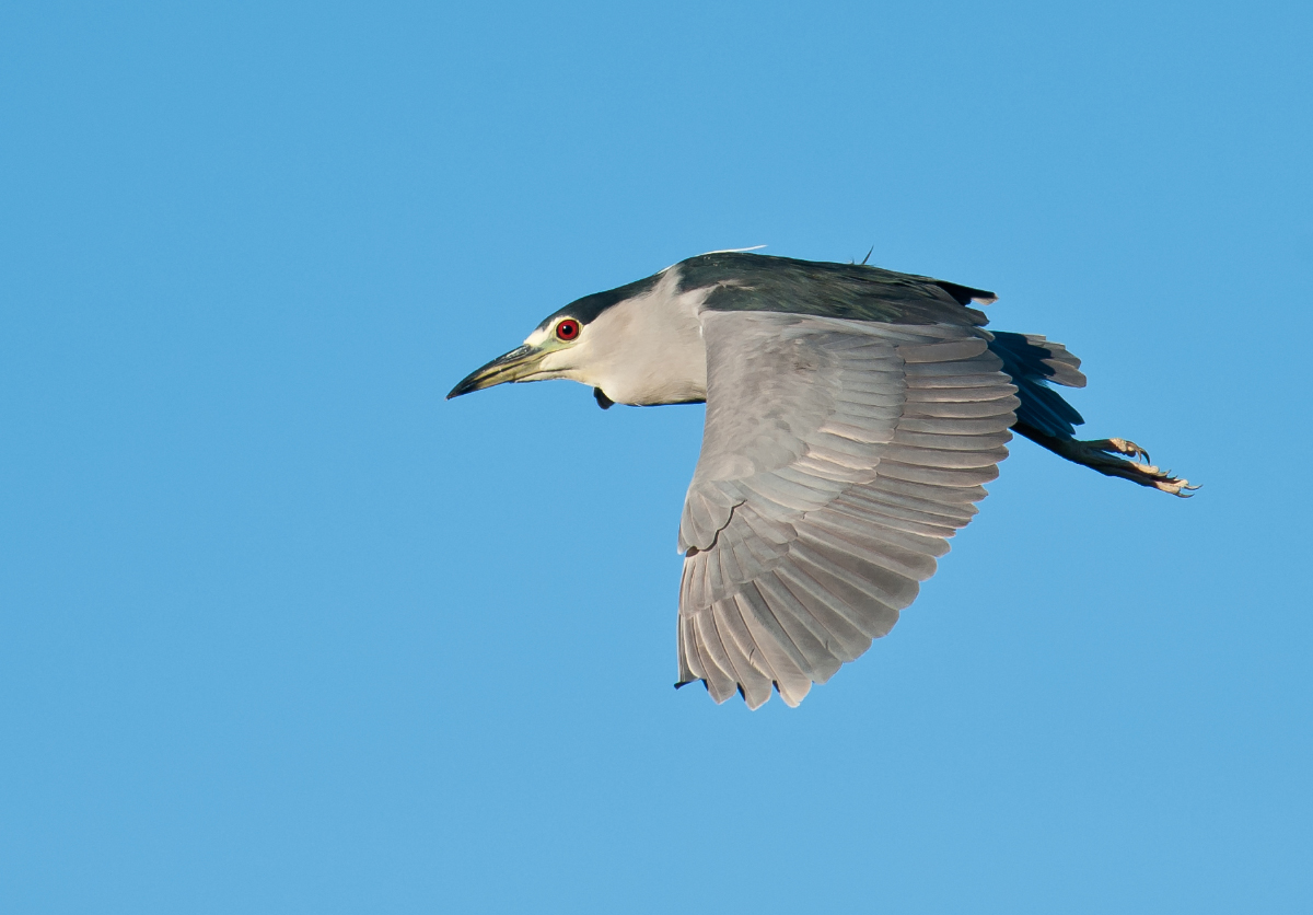 Black-crowned night hero