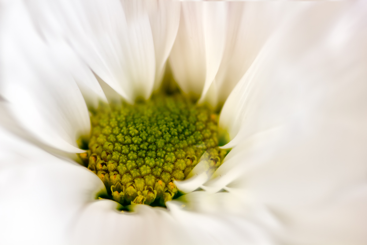 White Chrysanthemum