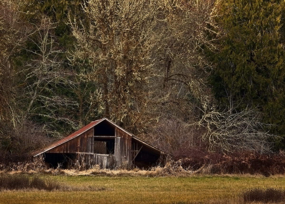 Shack & Trees