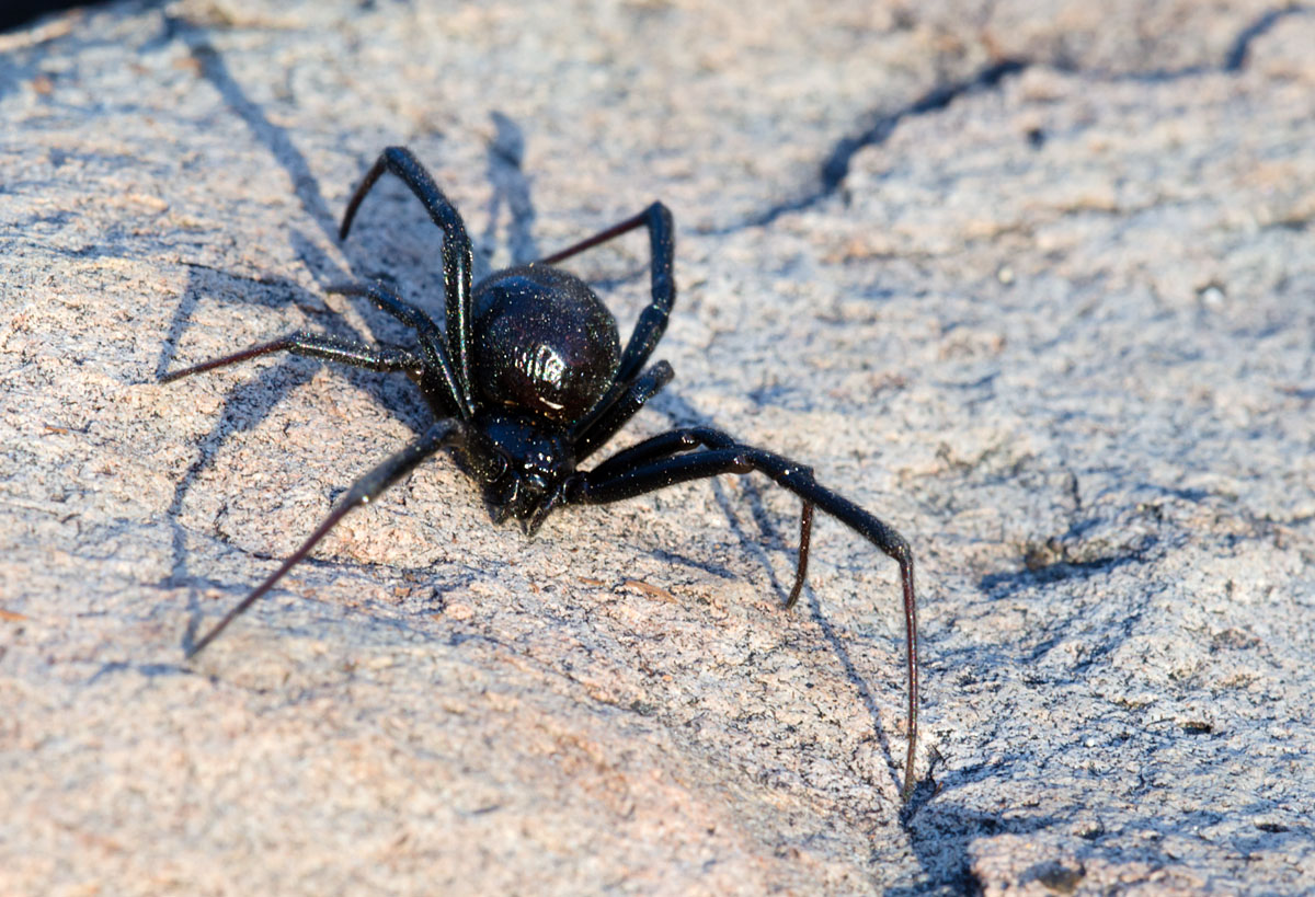 Black Widow