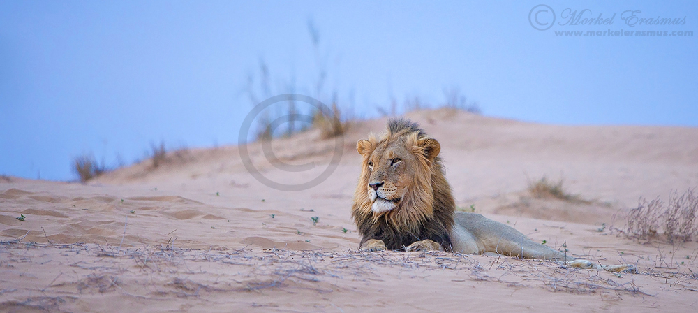 King of the Dune