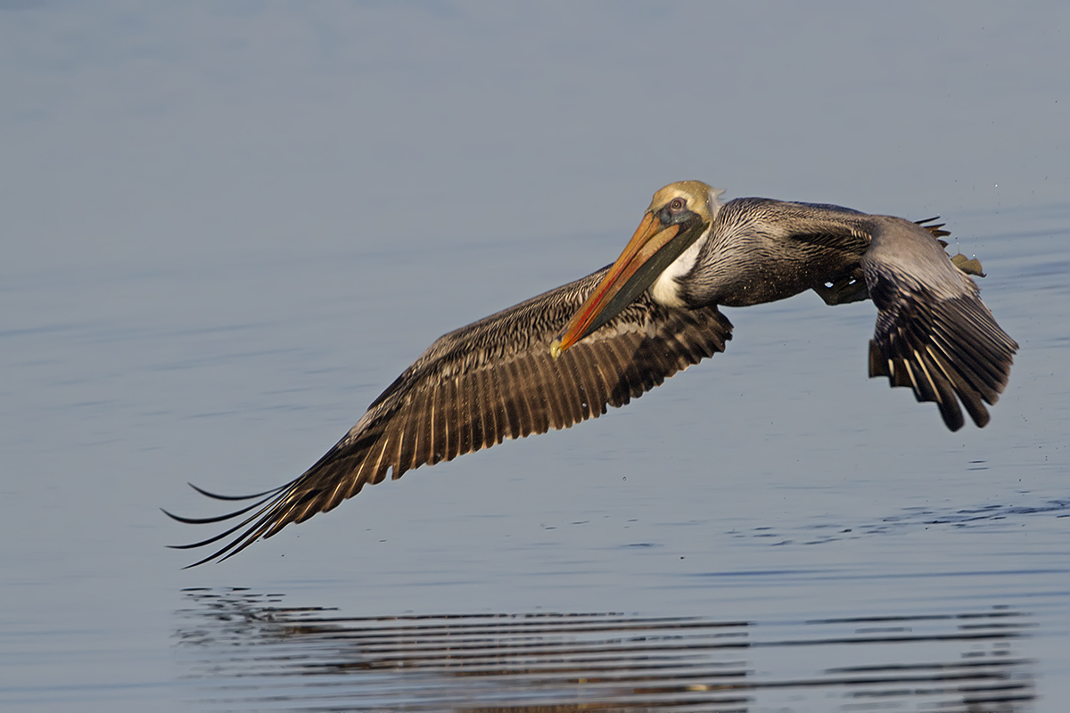 Pelican Flight