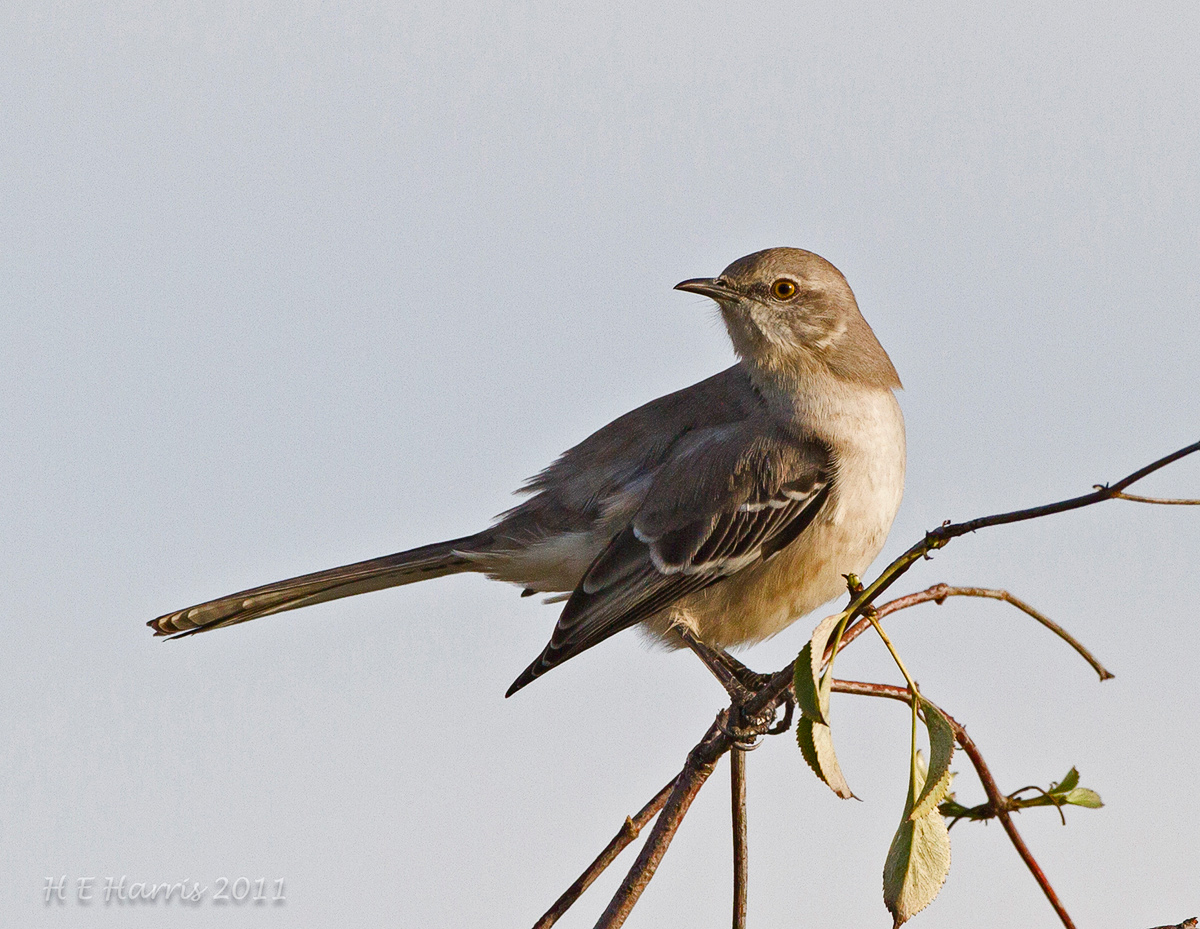 Northern Mockingbird