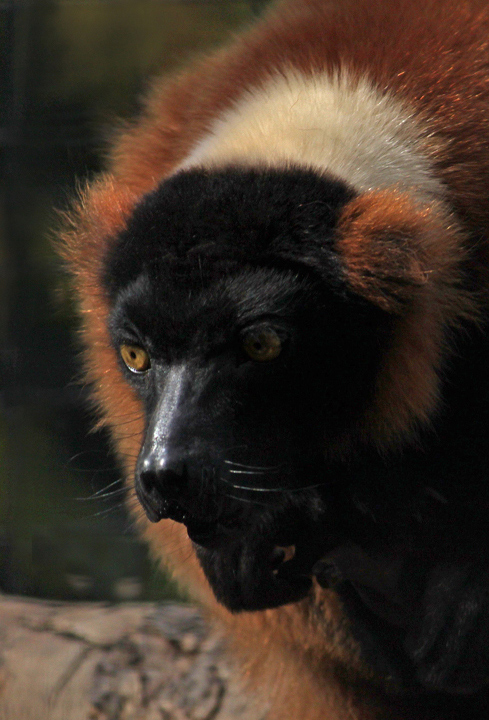 red ruff lemur  (C)