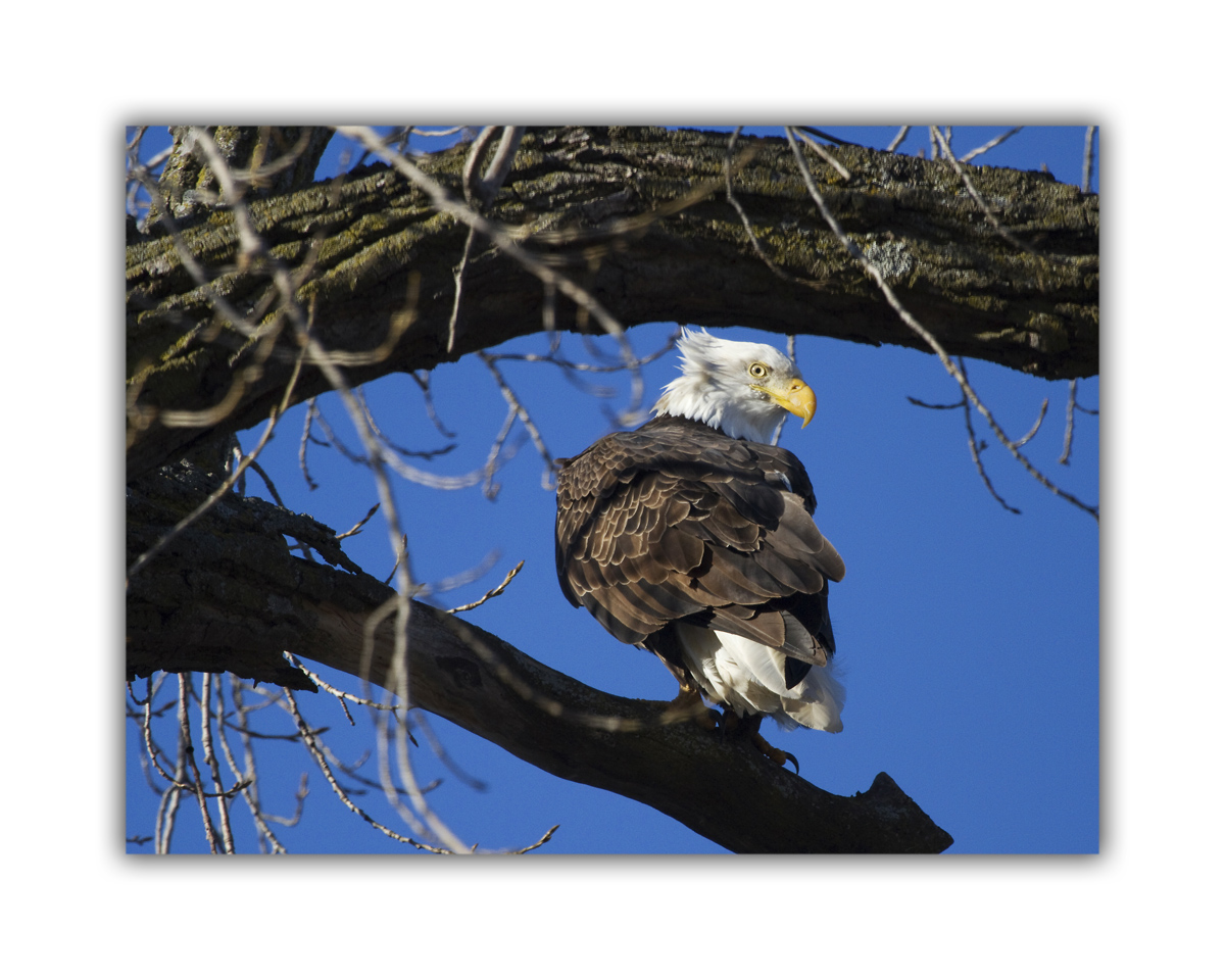 Eagle Cowlick