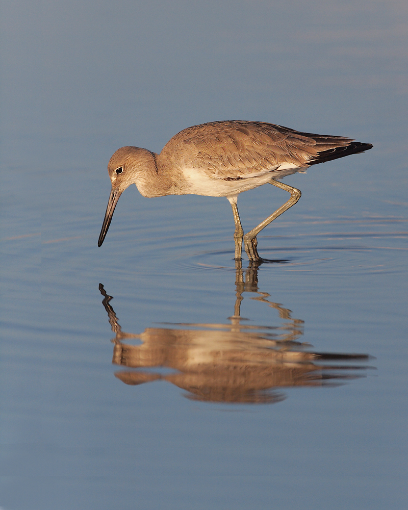 Willet in the Sun