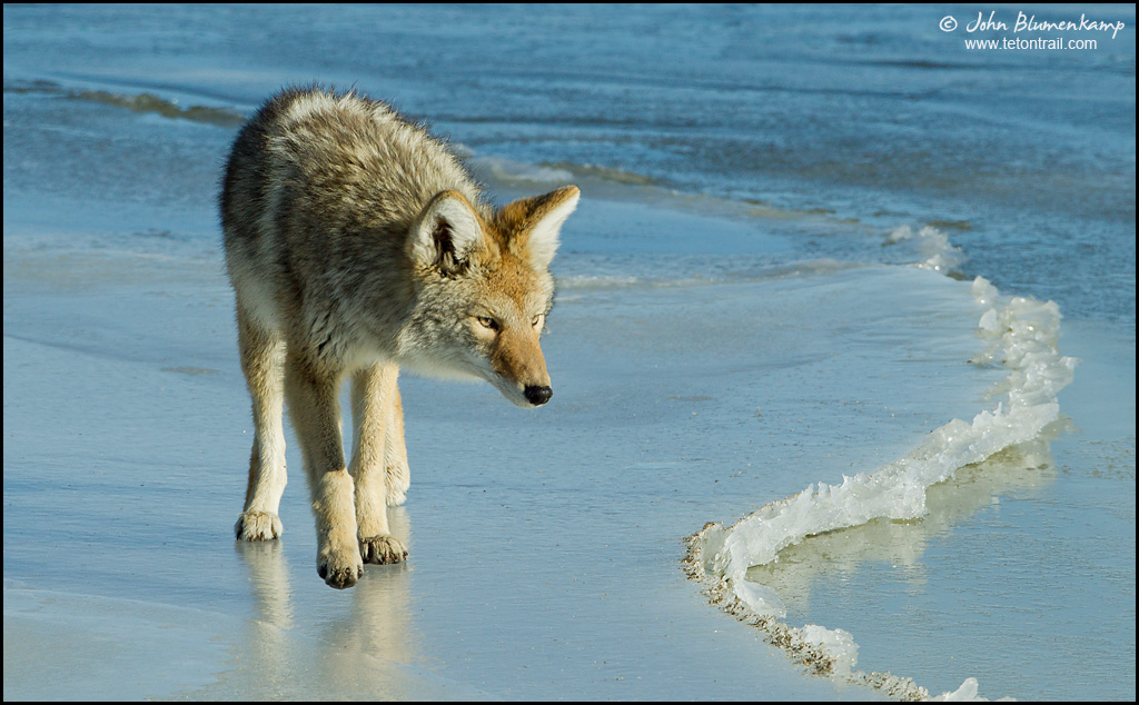 Coyote