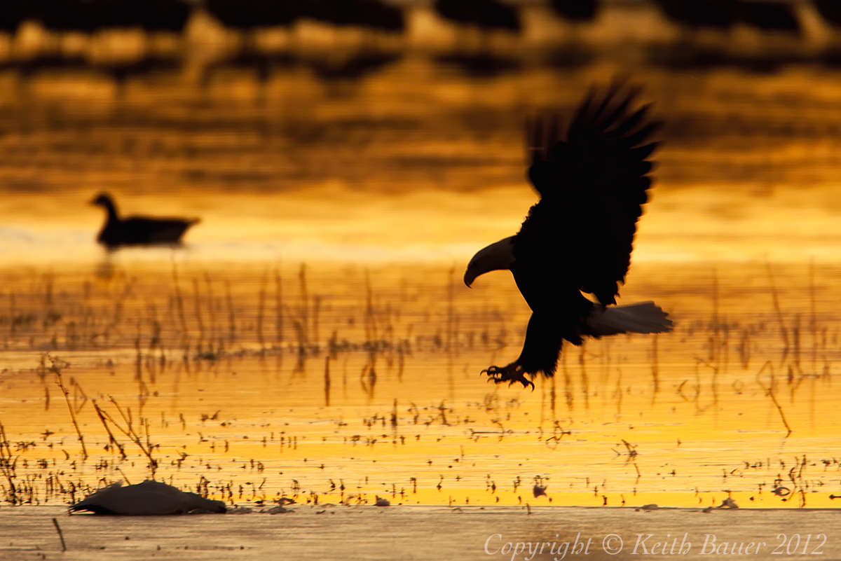 Bald Eagle Silhouette
