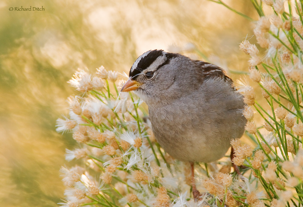 White-crowned Sparrow