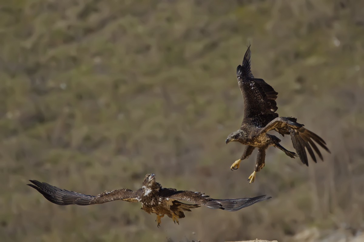 Battling Eagles
