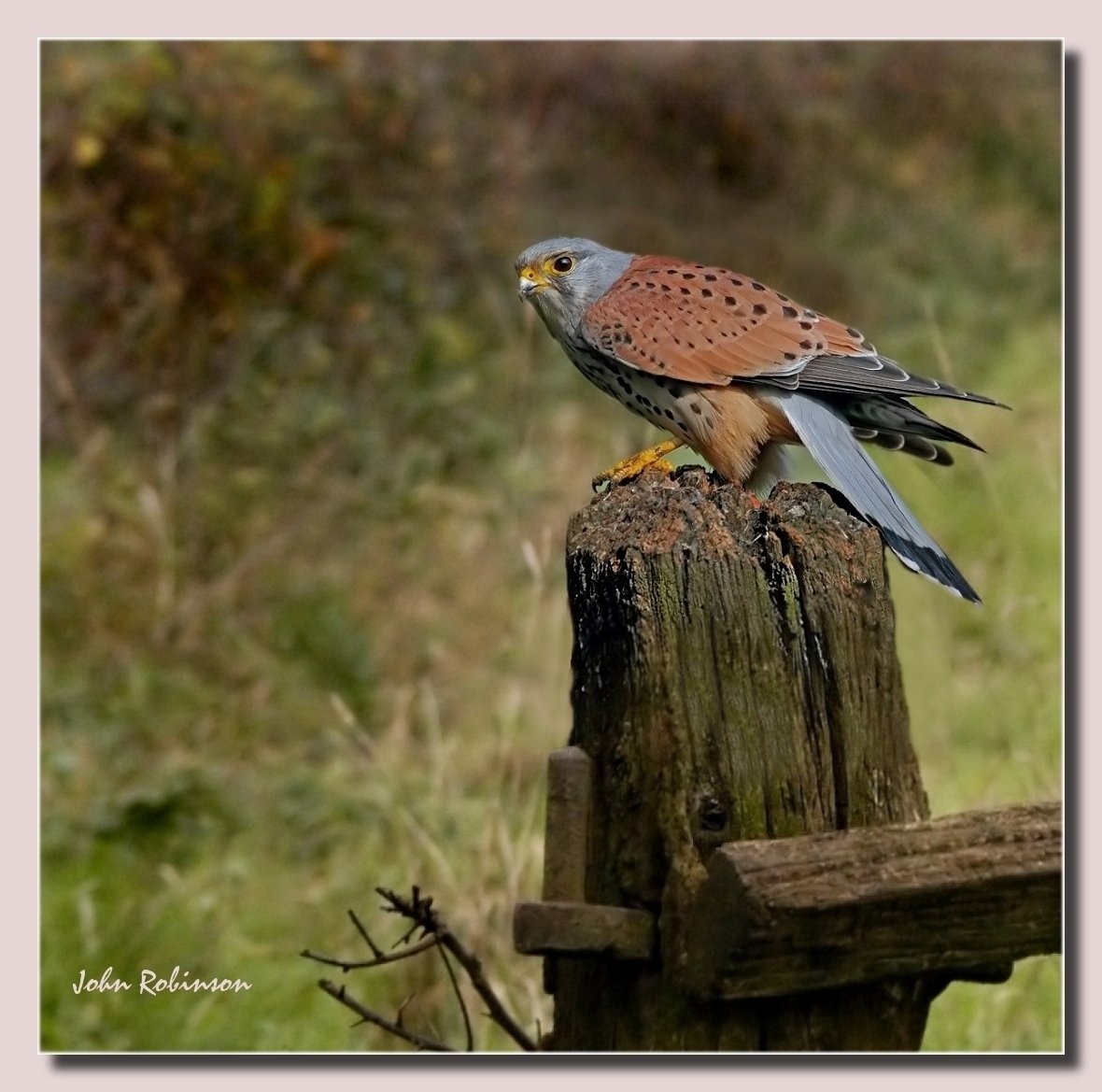 Kestrel ,male (wild)+re crop etc