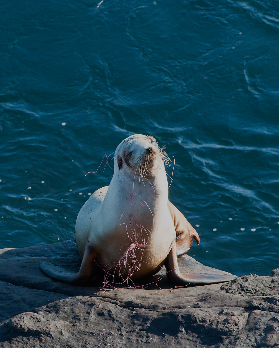 Sea Lion