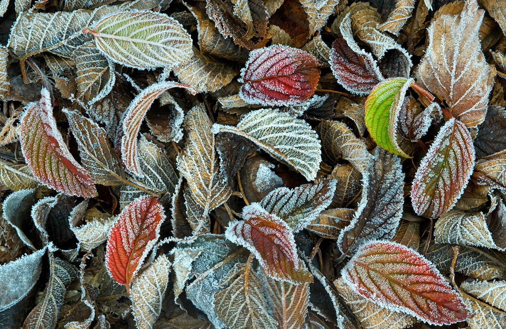 Frost  
