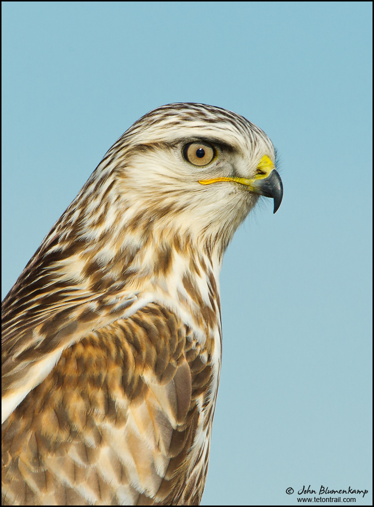Hawk Portrait