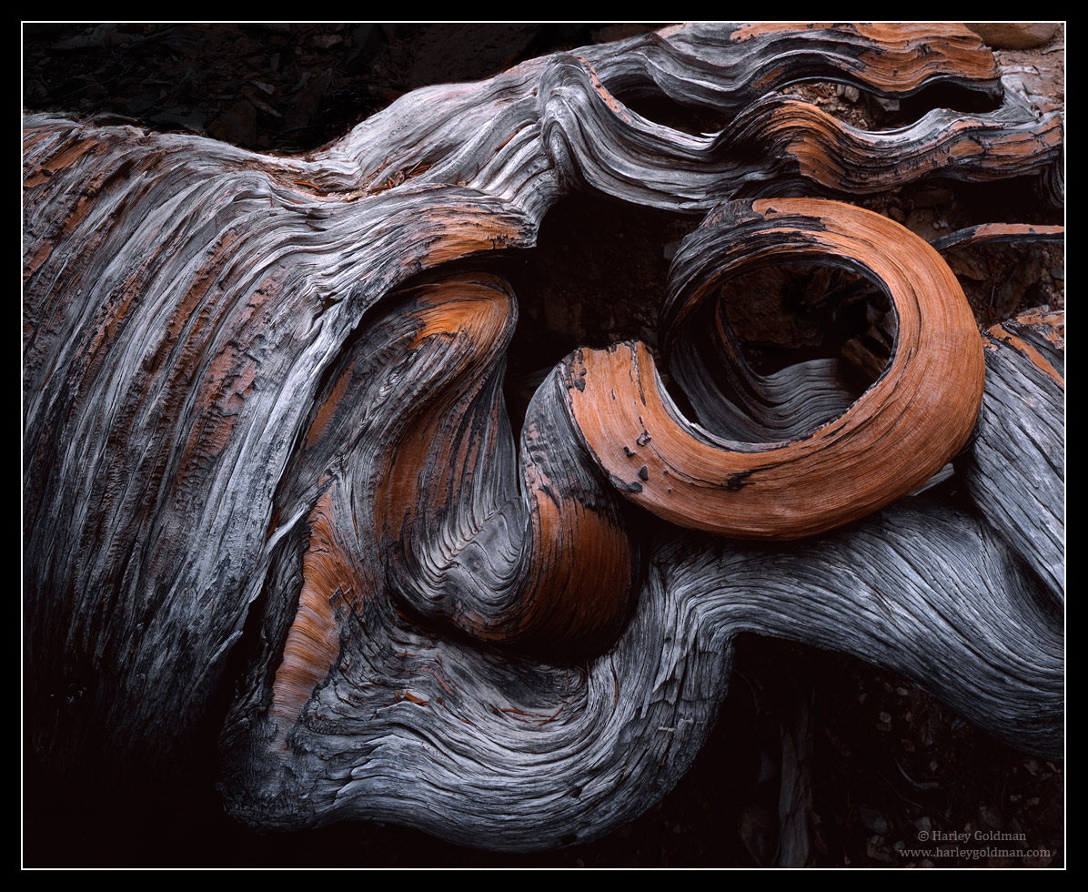 Bristlecone Sculpture
