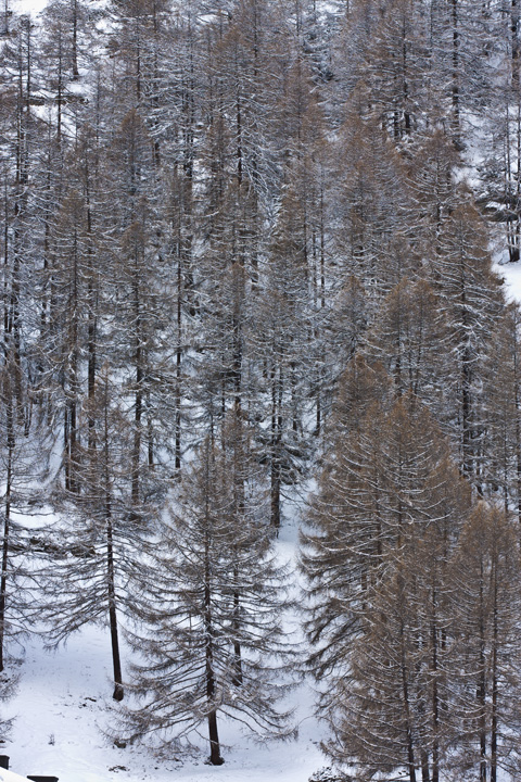 Trees of Alps