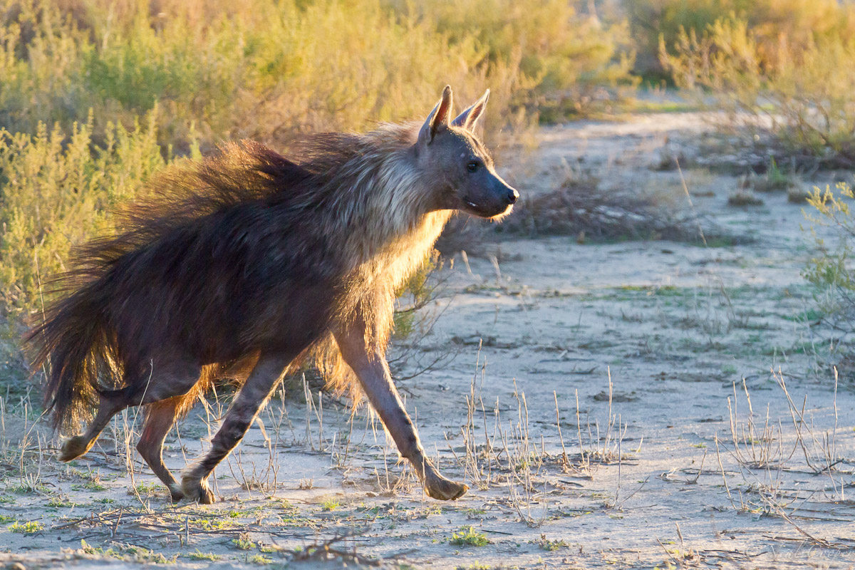 Running Hyena