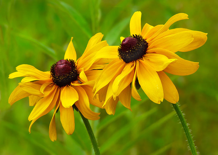 Meadow flowers
