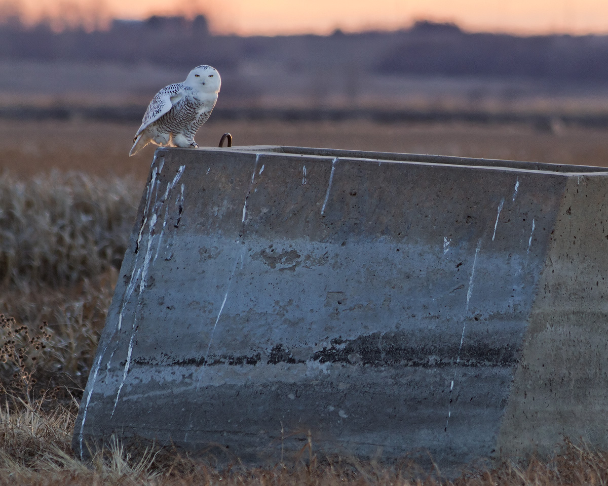 Sunset Snowy