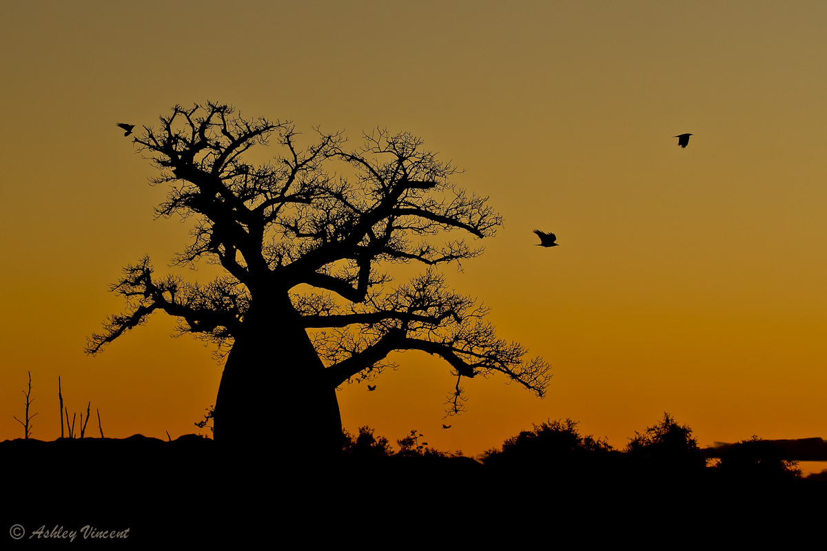 Madagascan Sunrise
