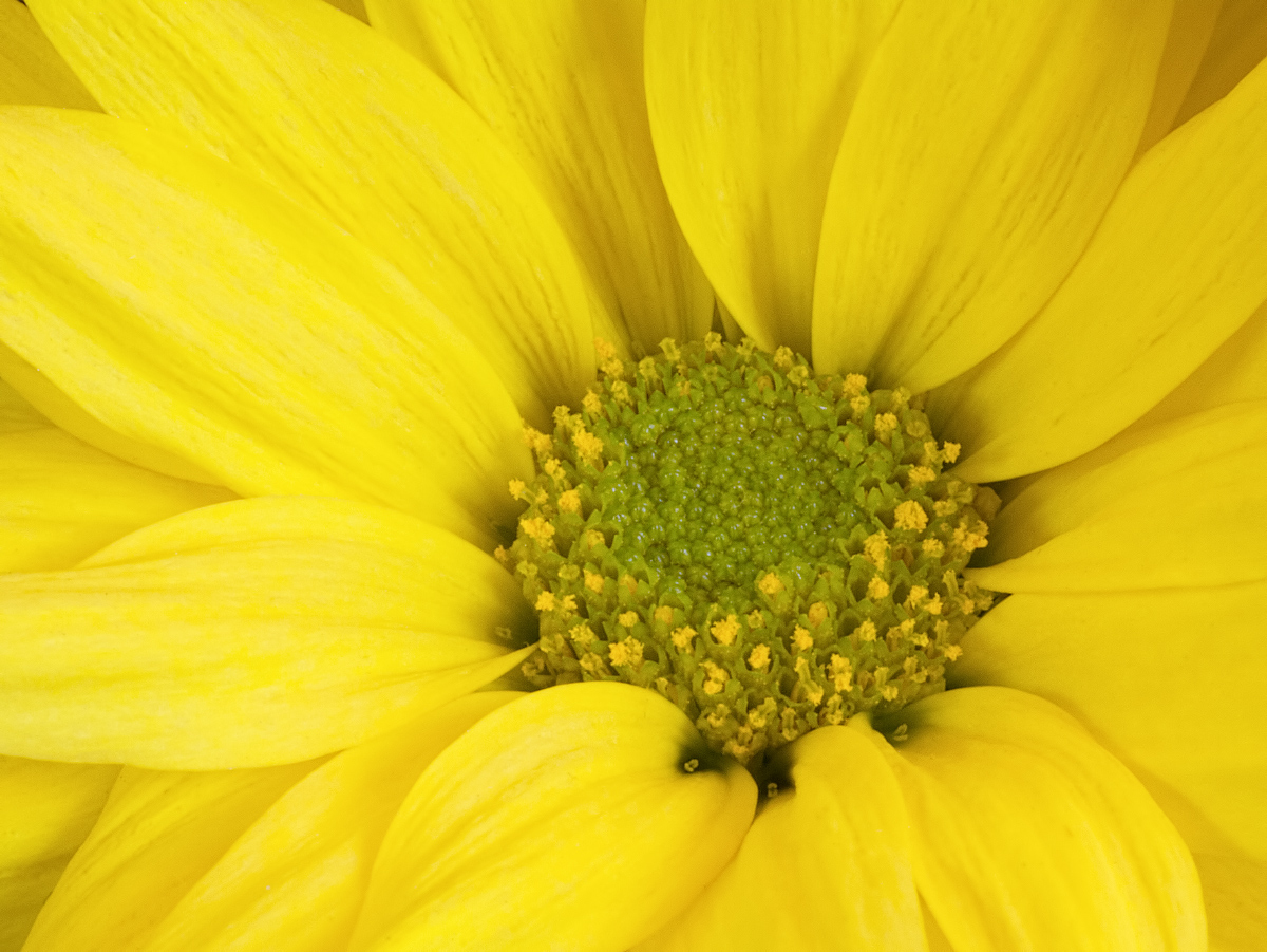 Yellow Chrysanthemum