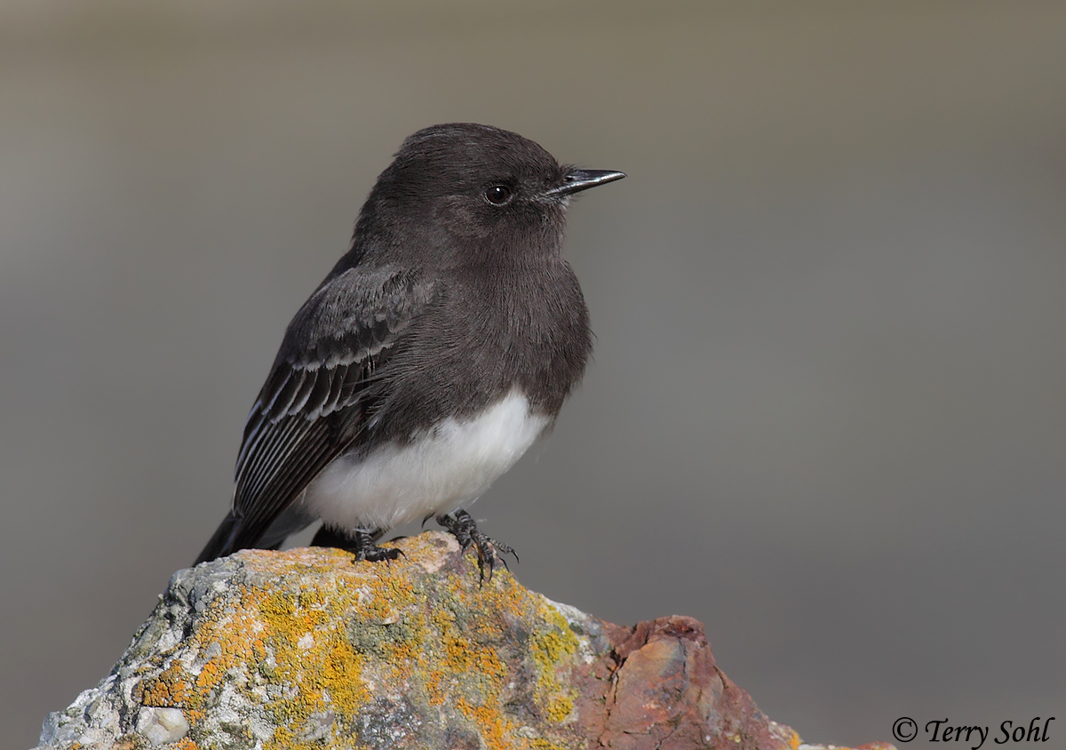 Black Phoebe