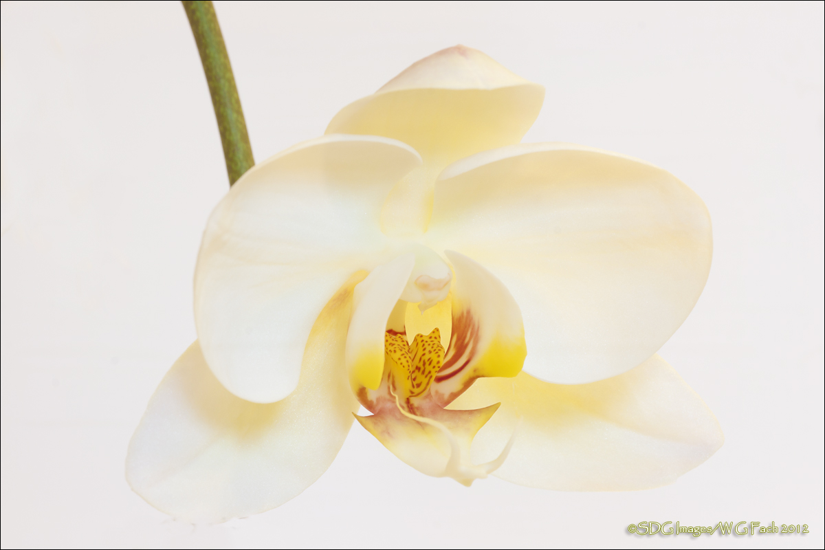 Pristine