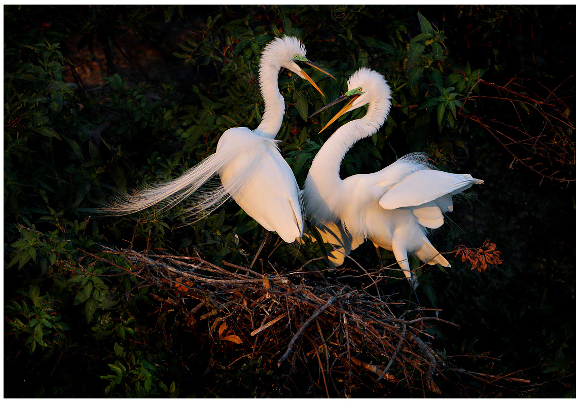 Courting Pair