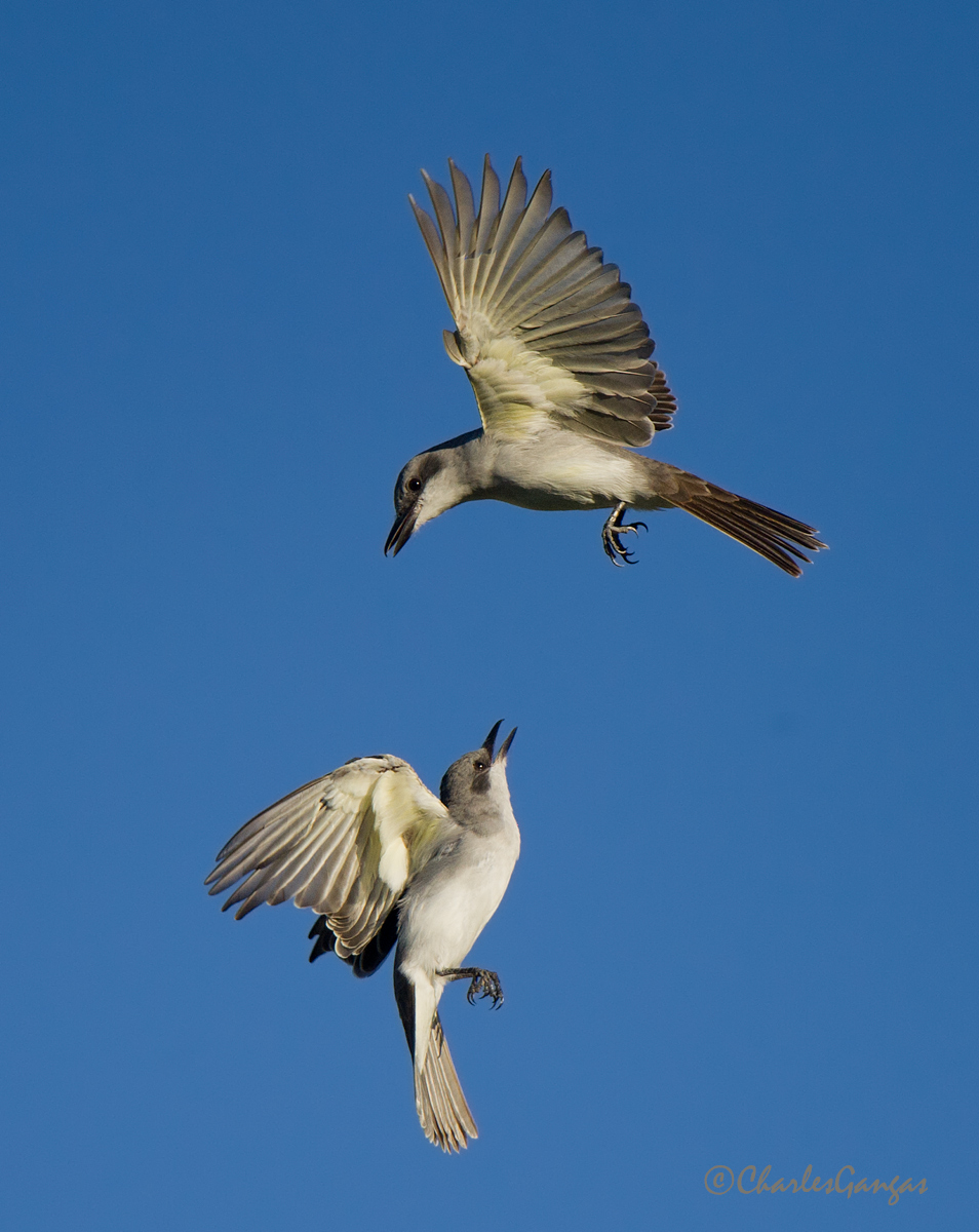 Gray Kingbirds