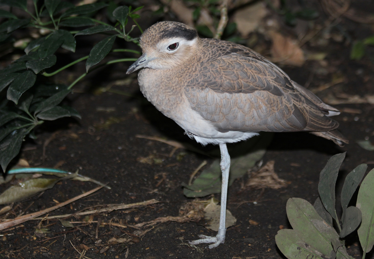 Peruvian Thick knee