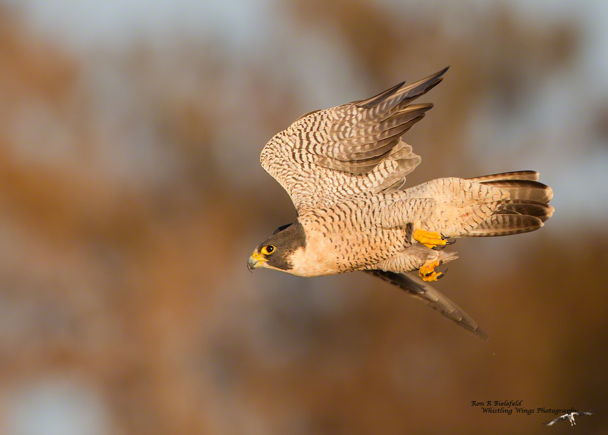 Peregrine falcon