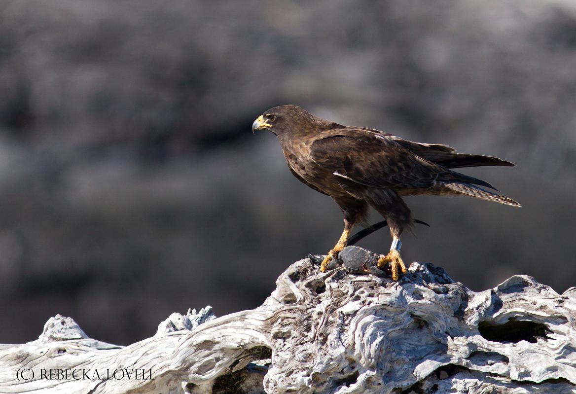 Galapagos Hawk with Prey