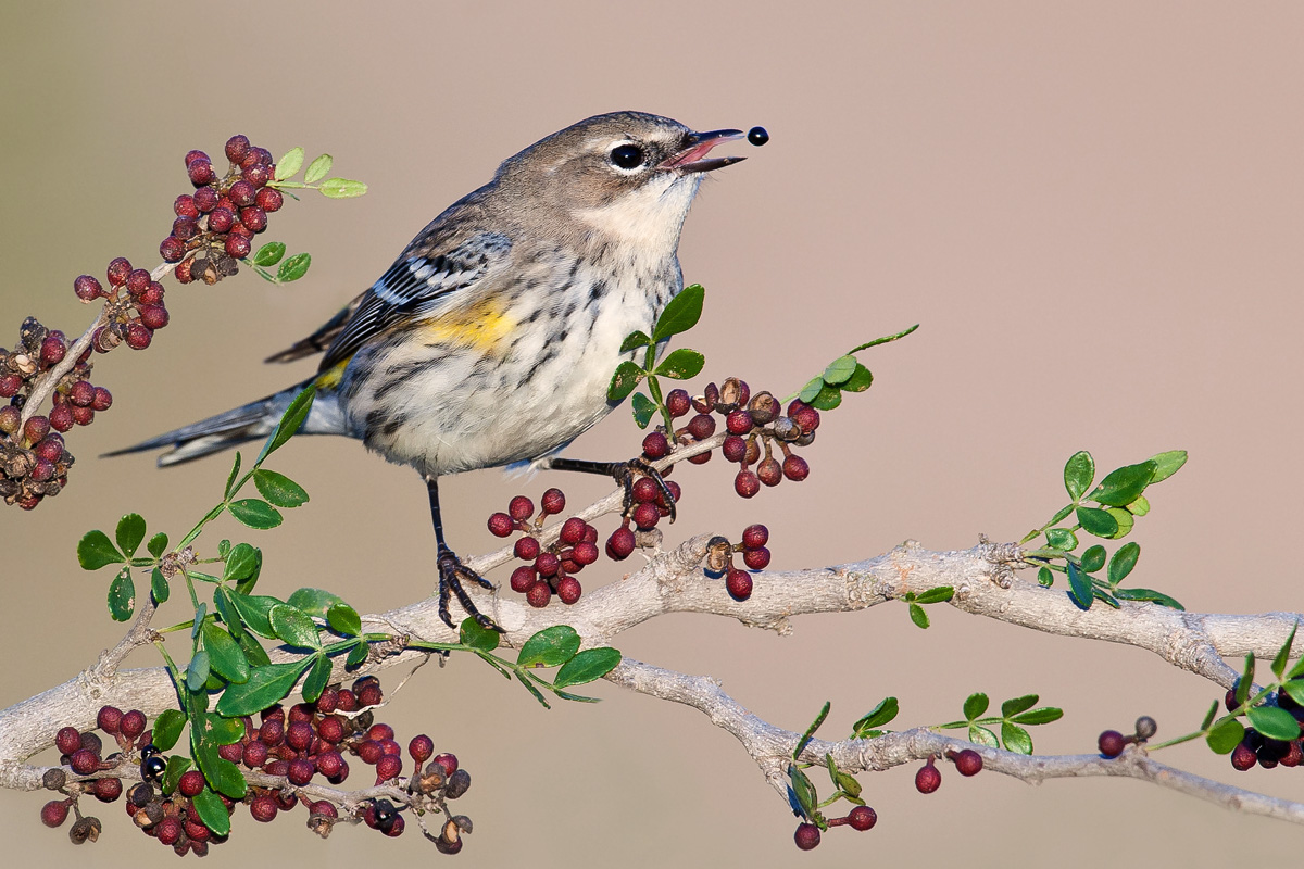 Yellow-rumped Warbler