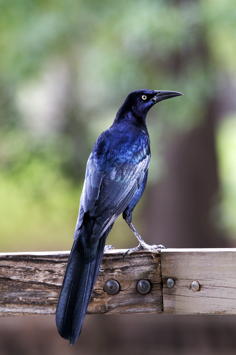 Iridescent Grackle