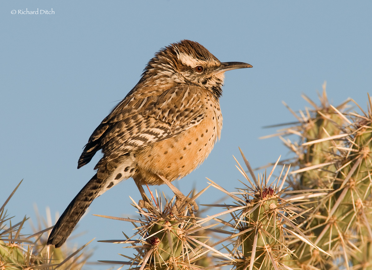 Cactus Wren