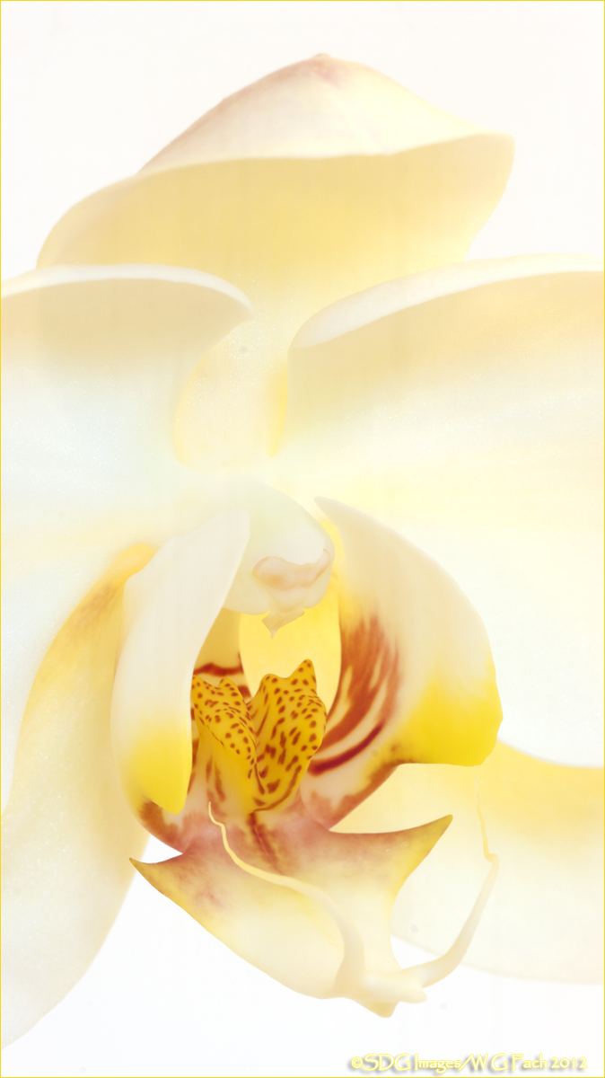 Panorchid + FF