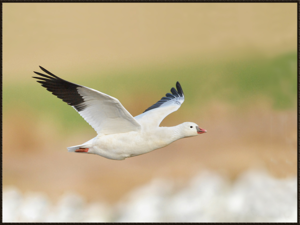Ross's Geese