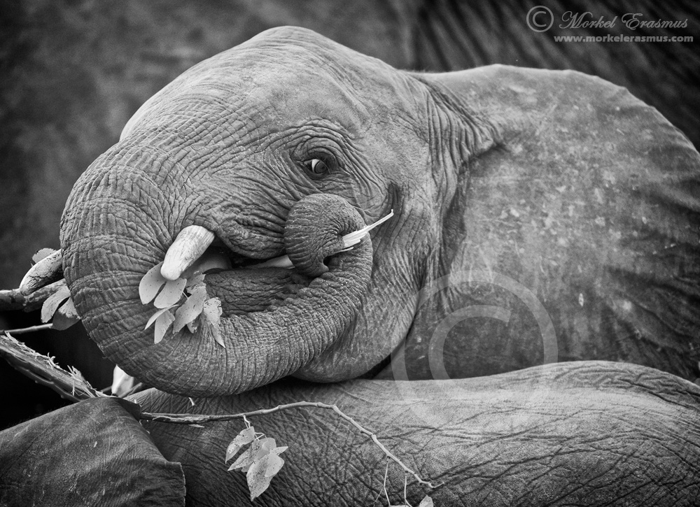 Playful Elephant