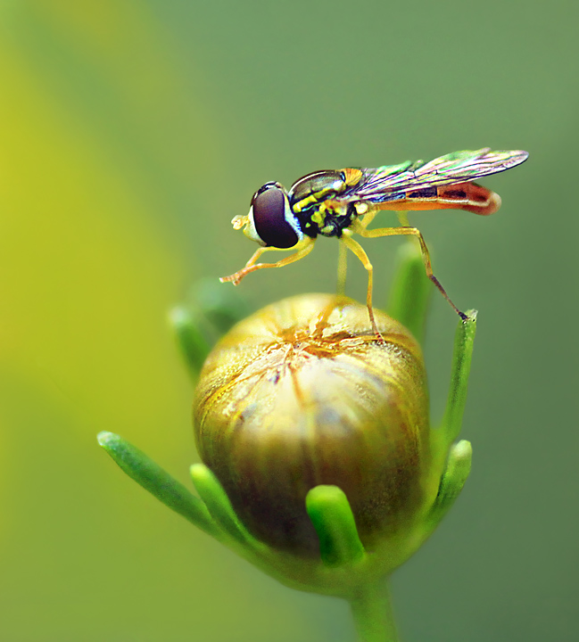 Fly on flower bud