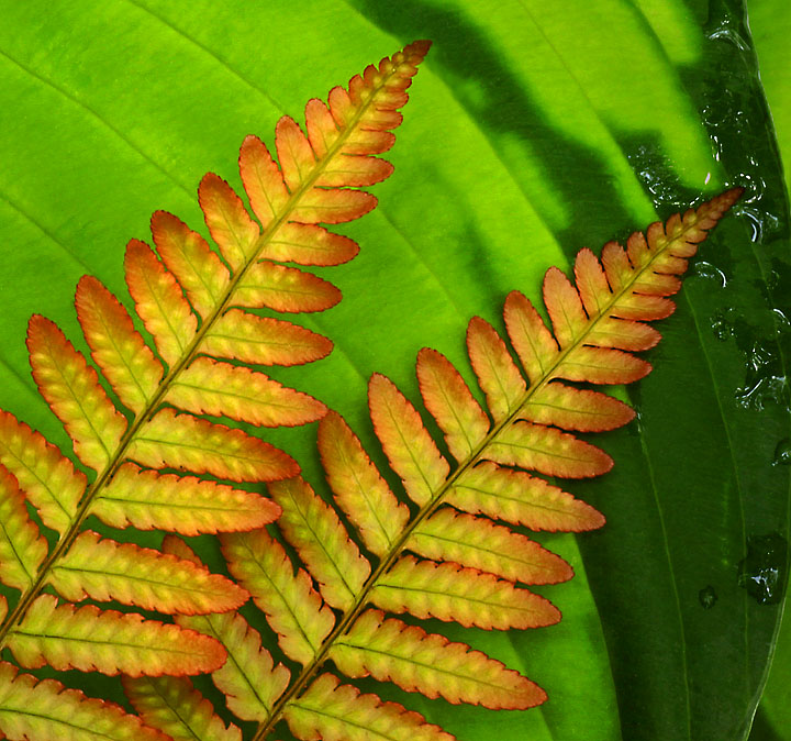 Ferns on hosta leaf +REPOST