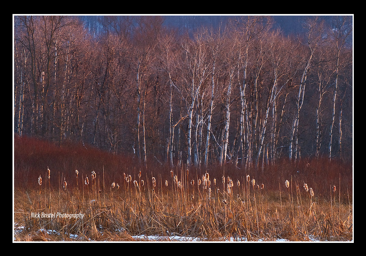 Light in the Marsh +repost