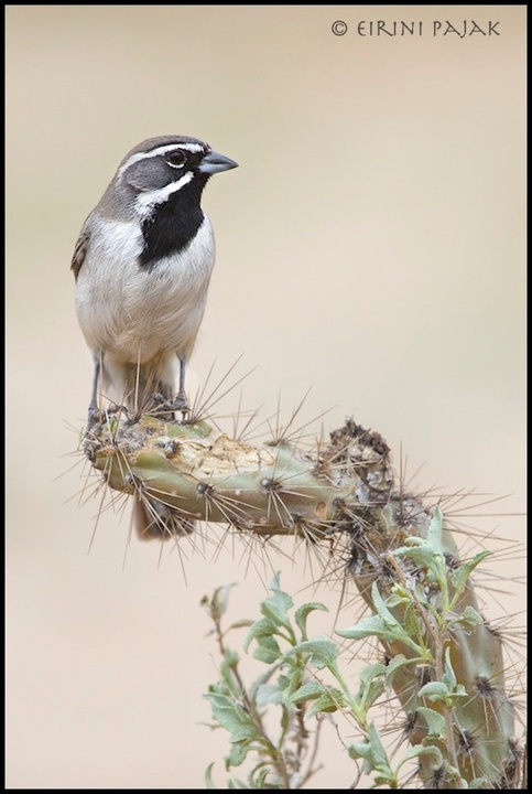 Black Throated Sparrow