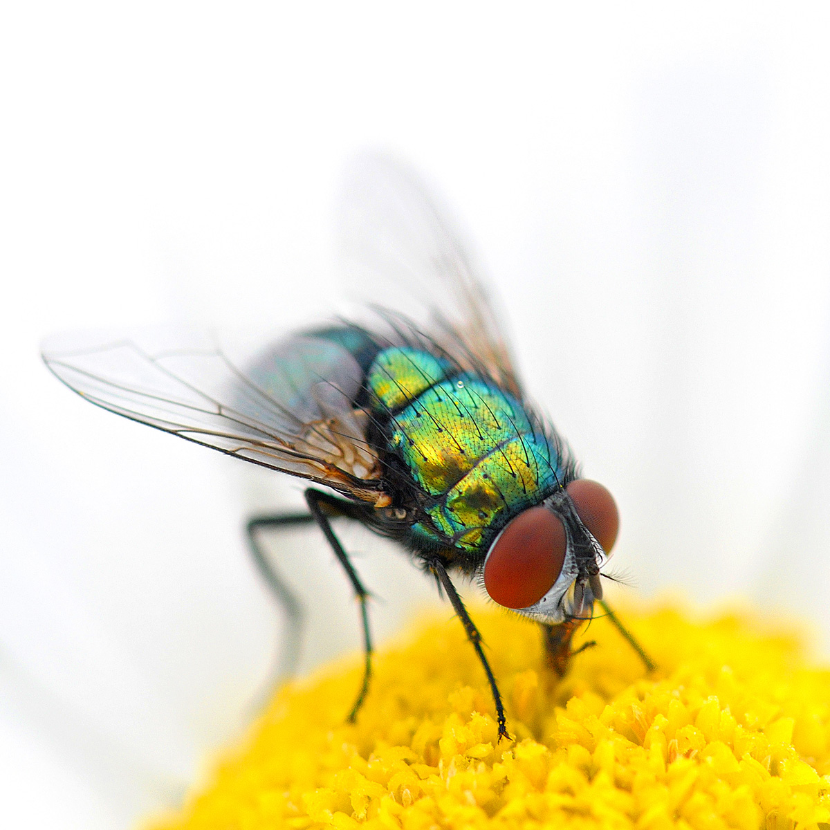 Fly to the Sun