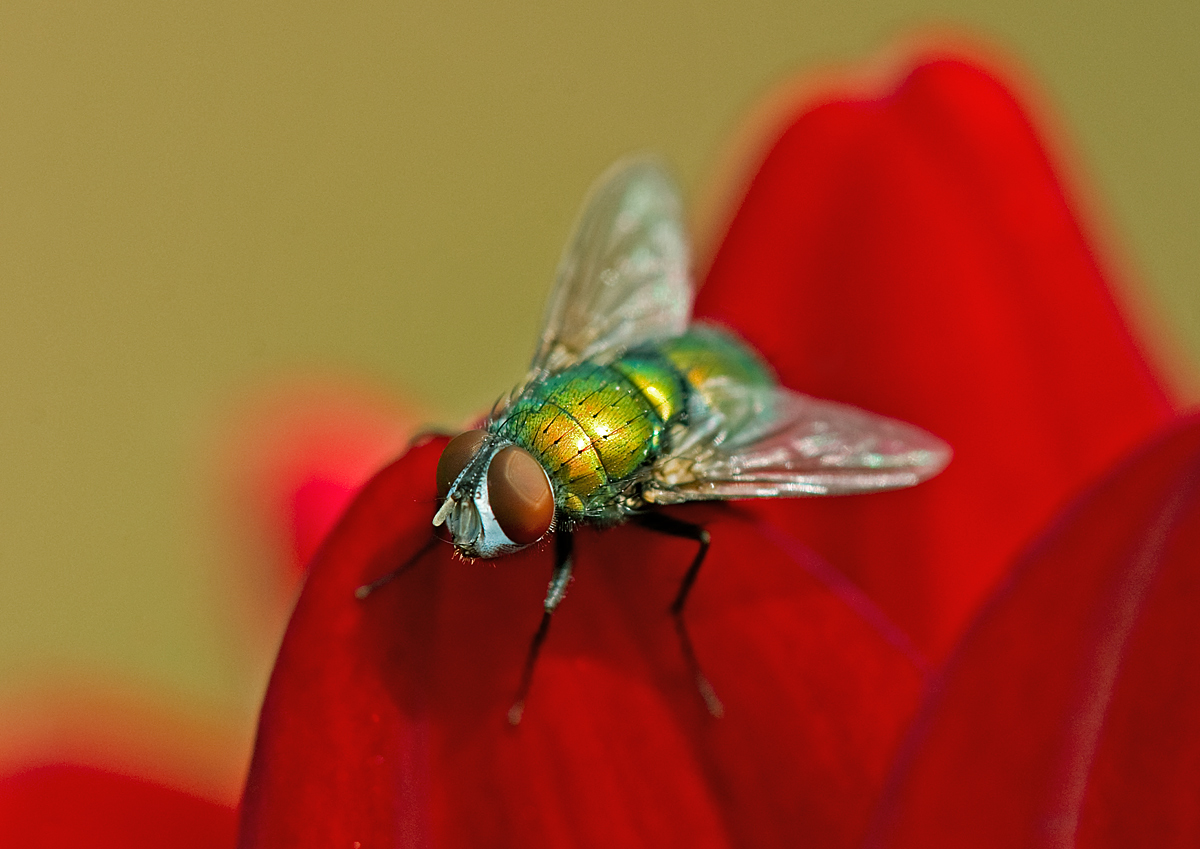  Green on Red