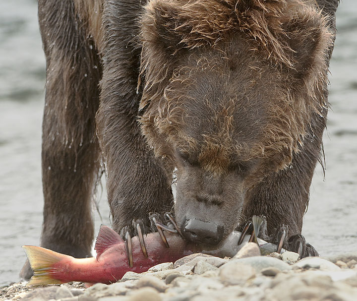 First Bite