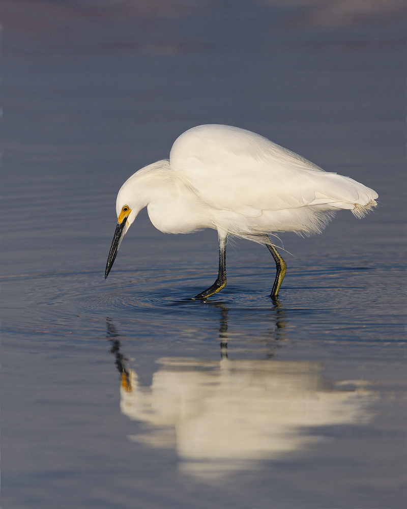Snowy Egret Dredging