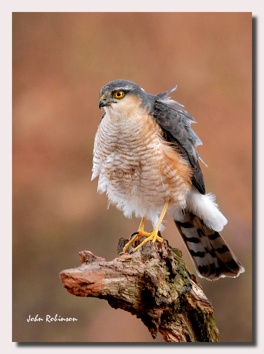 Sparrow Hawk