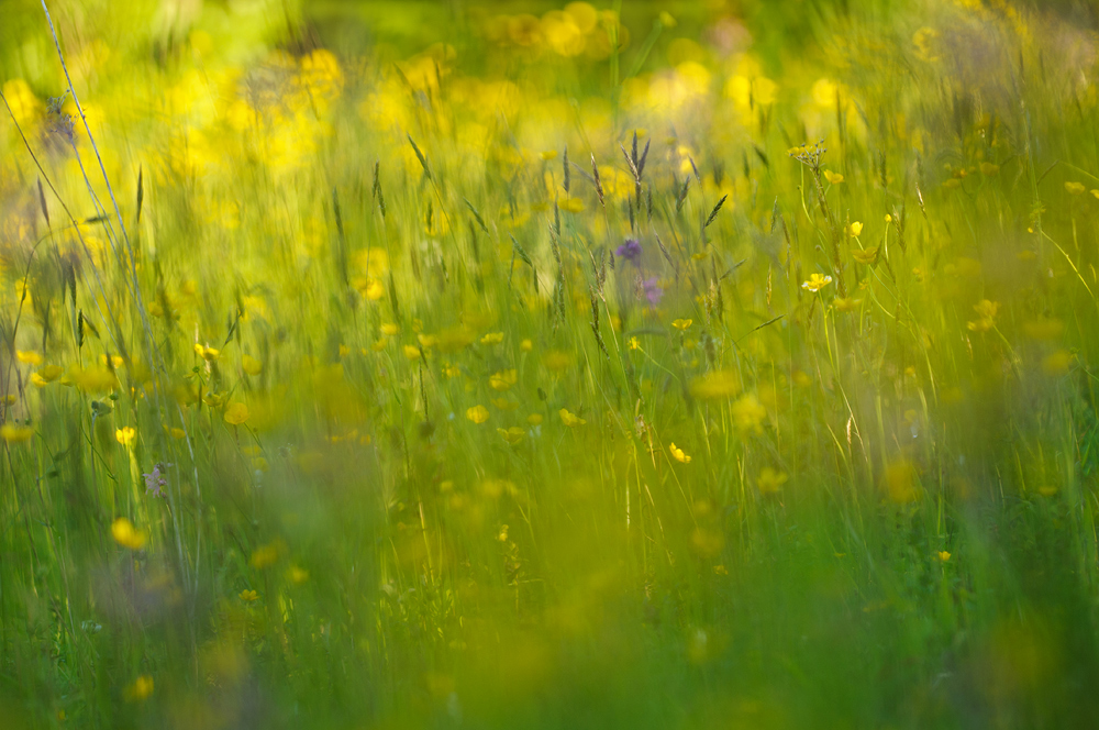 Idyllic Meadow