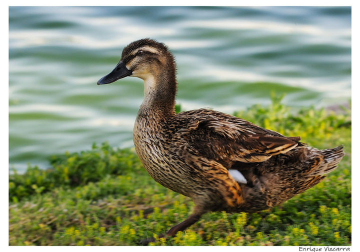 A small duck