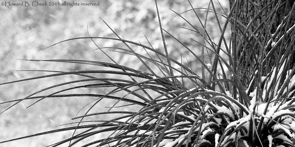 Yucca Snowfall